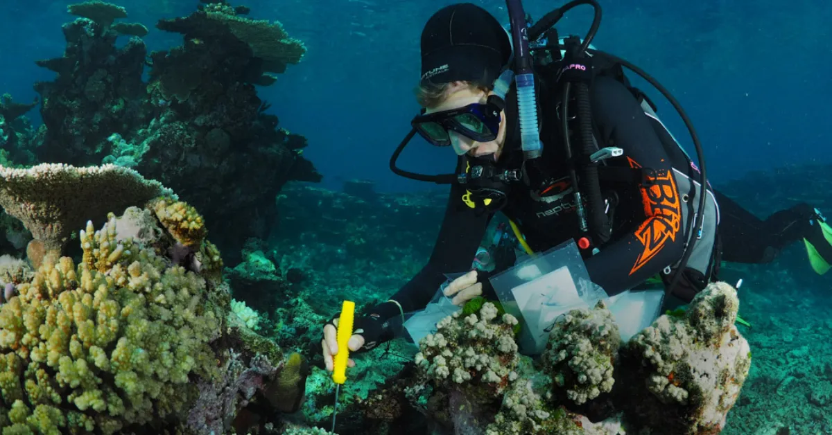 Florida Coral Reefs Conservation