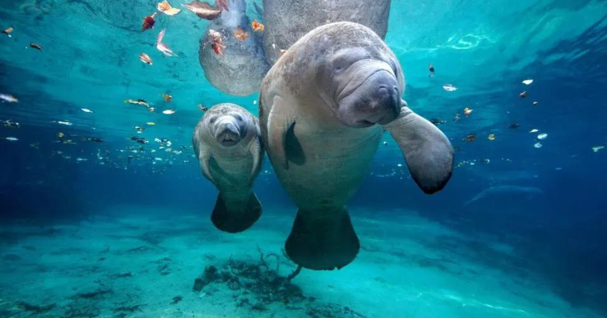 Top Scenic Spots in Florida for Watching Manatees Up Close