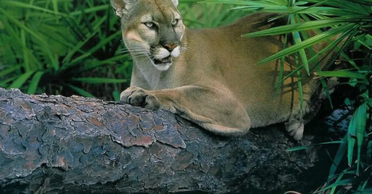 florida panthers watching sites