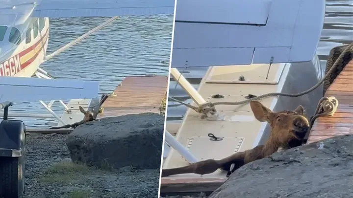 Baby Moose Trapped In Alaska