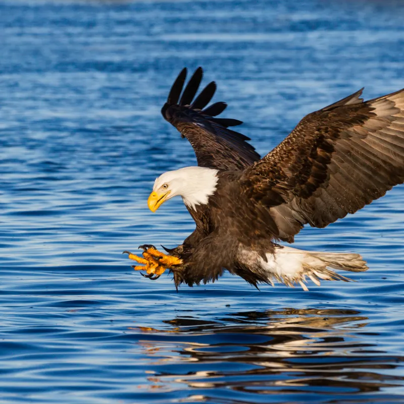  Bald Eagle