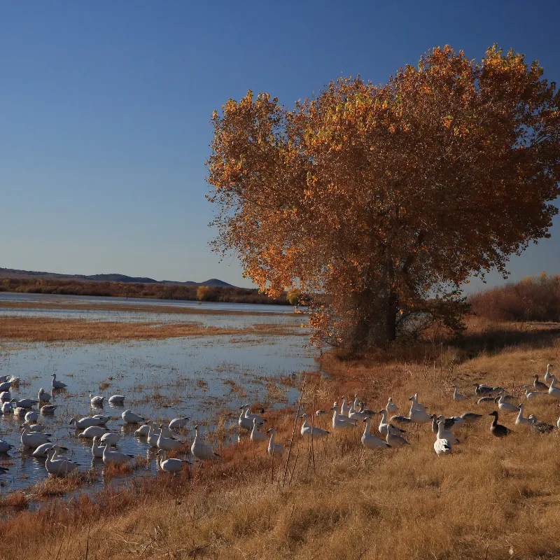 Bird Watching USA