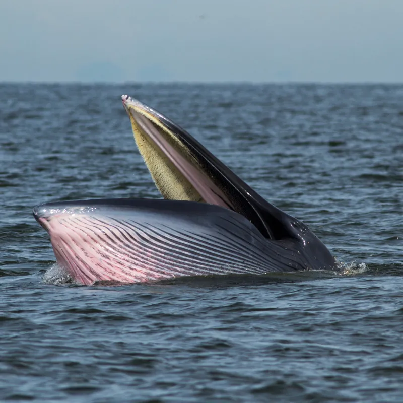  Bryde’s Whale