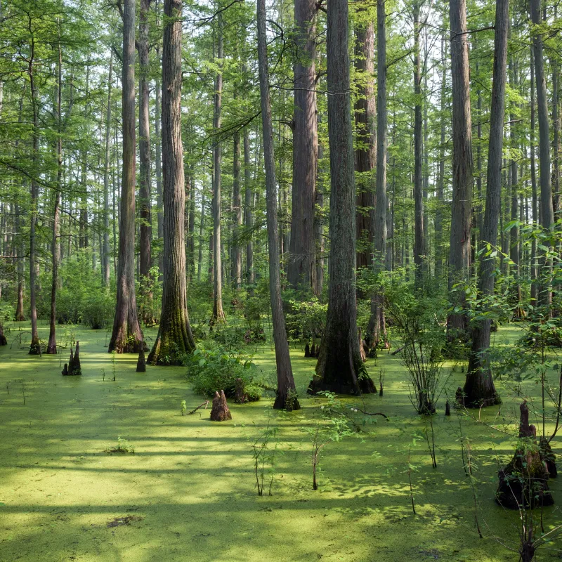 Cache River State Natural Area, Illinois