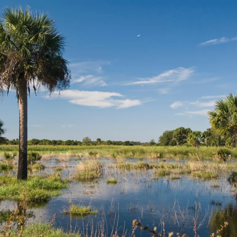 Conservation Efforts In Miami05