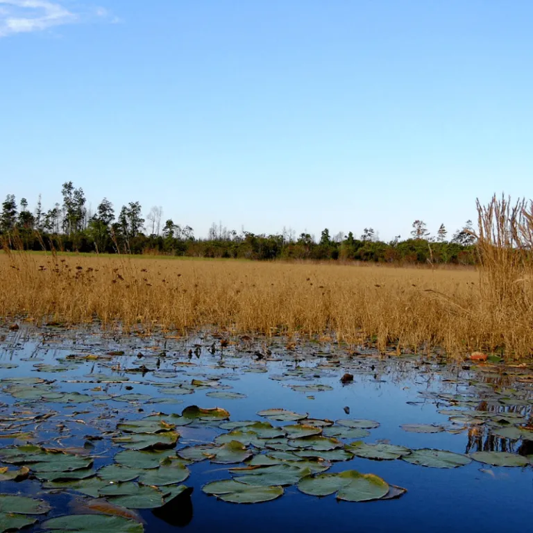 Conservation of Florida 04