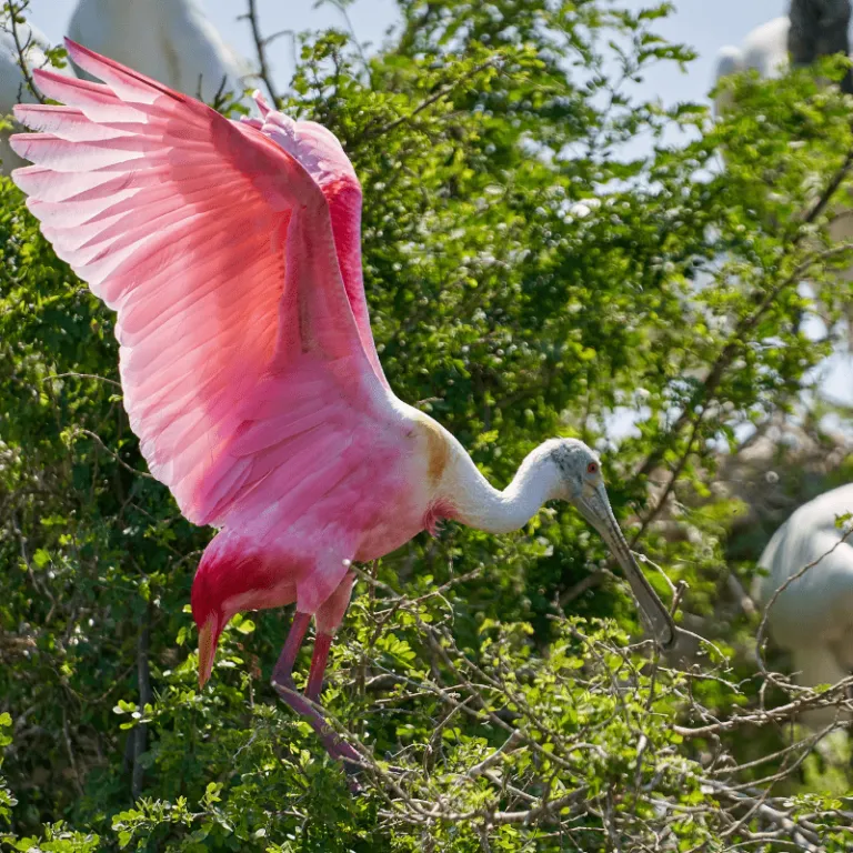 Roseate Spoonbill 07