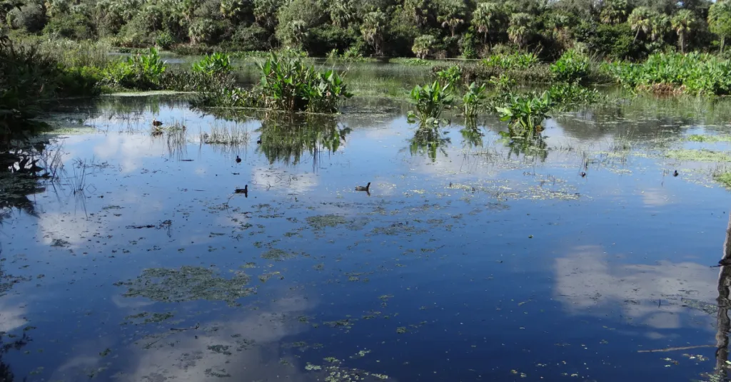 Conservation of Florida