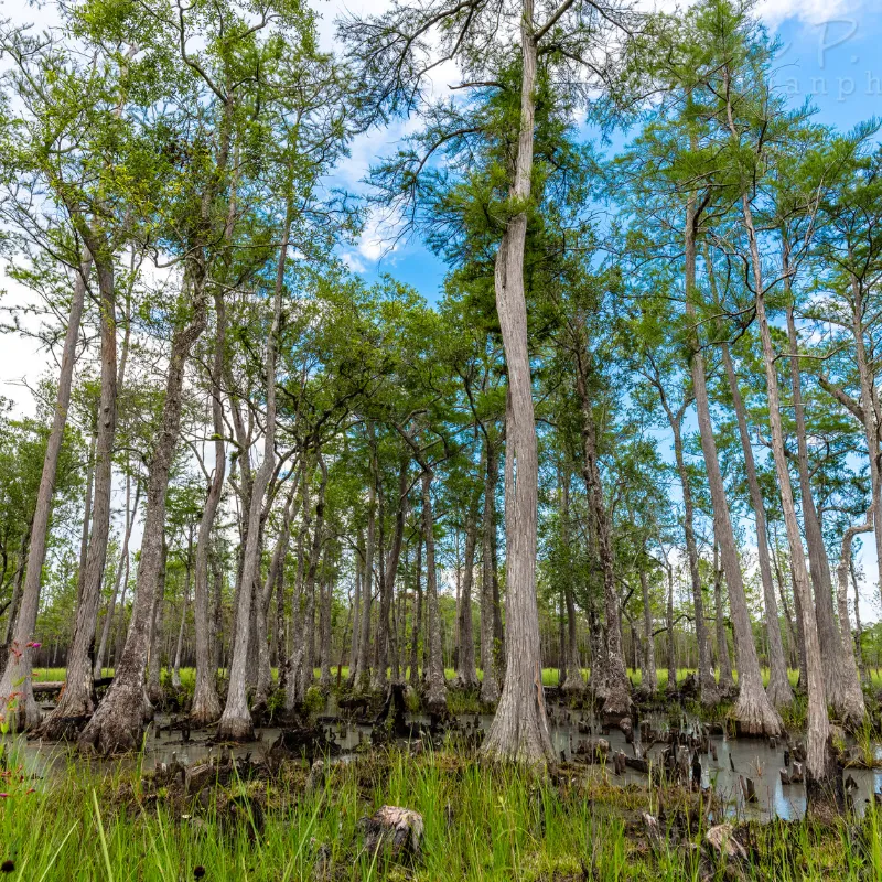 Apalachicola National Forest