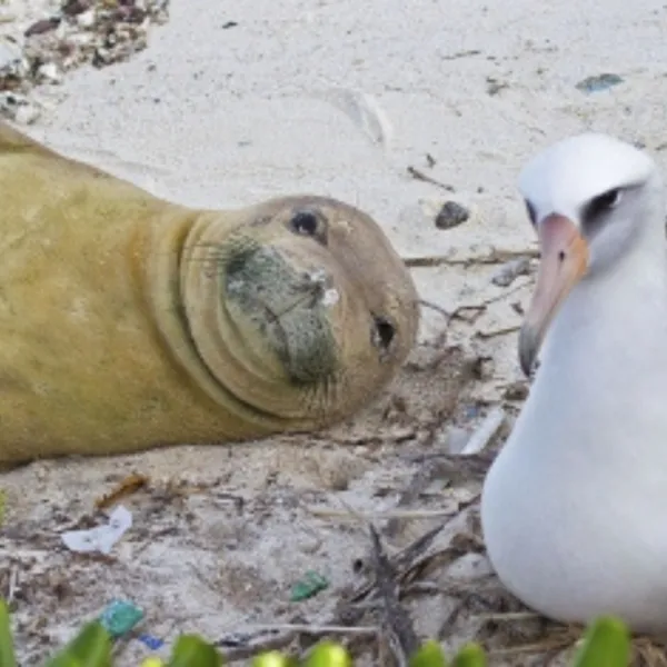 Effects Of Tourism On Marine Life