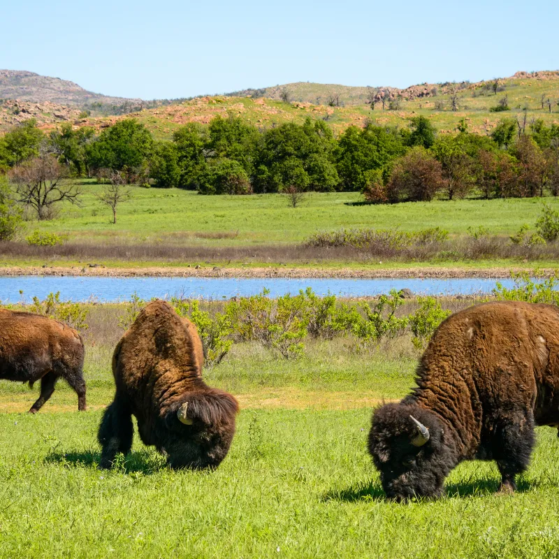 Ethical Wildlife Watching