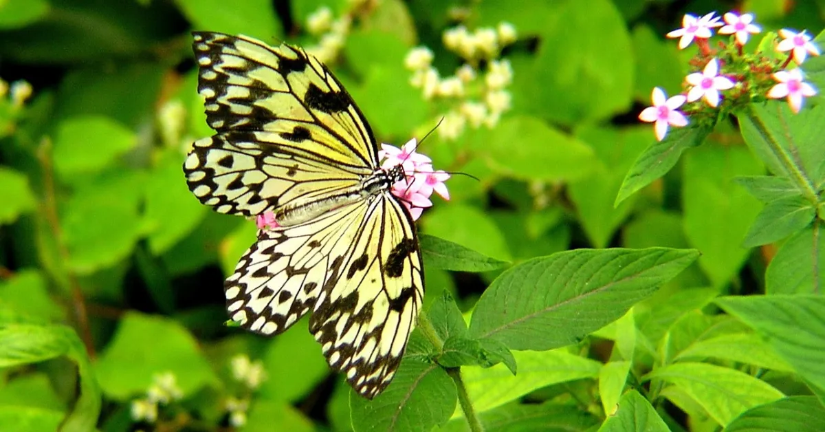 Florida Butterfly Gardens