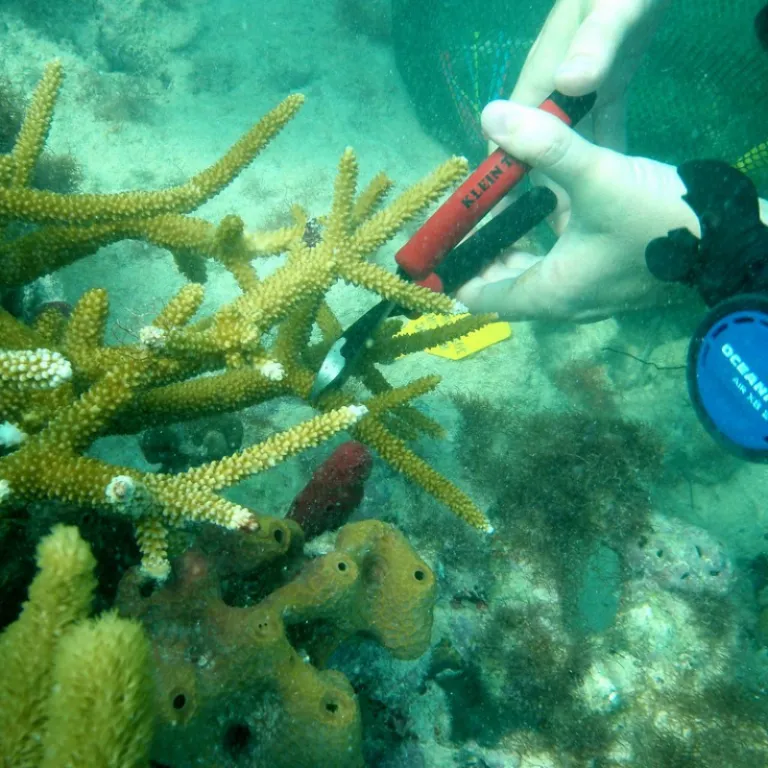 Florida Coral Reefs Conservation1