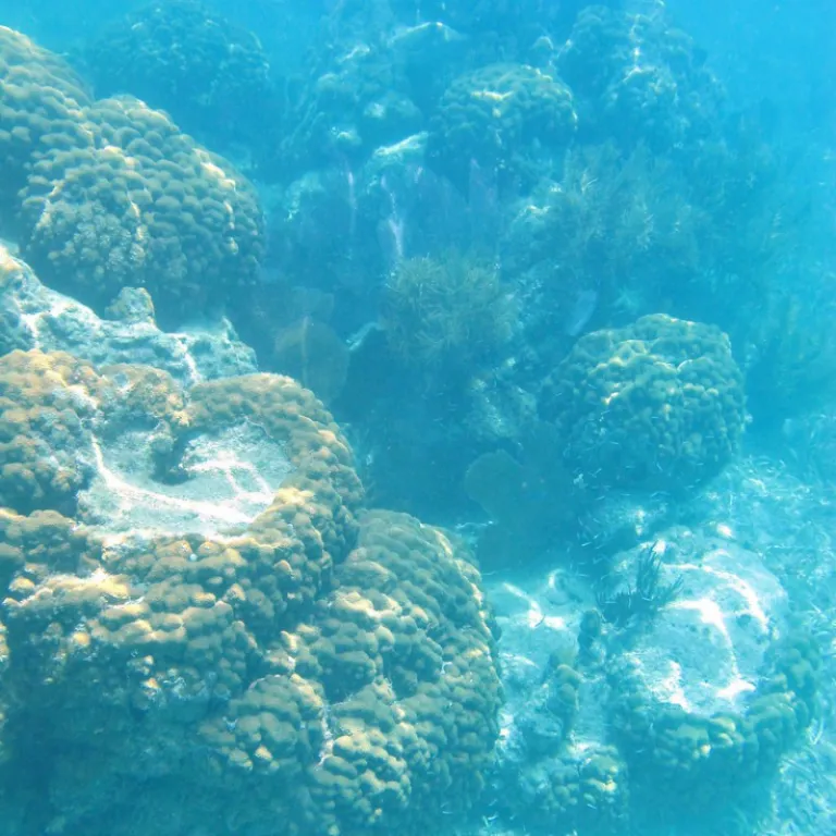 Florida Coral Reefs Conservation2