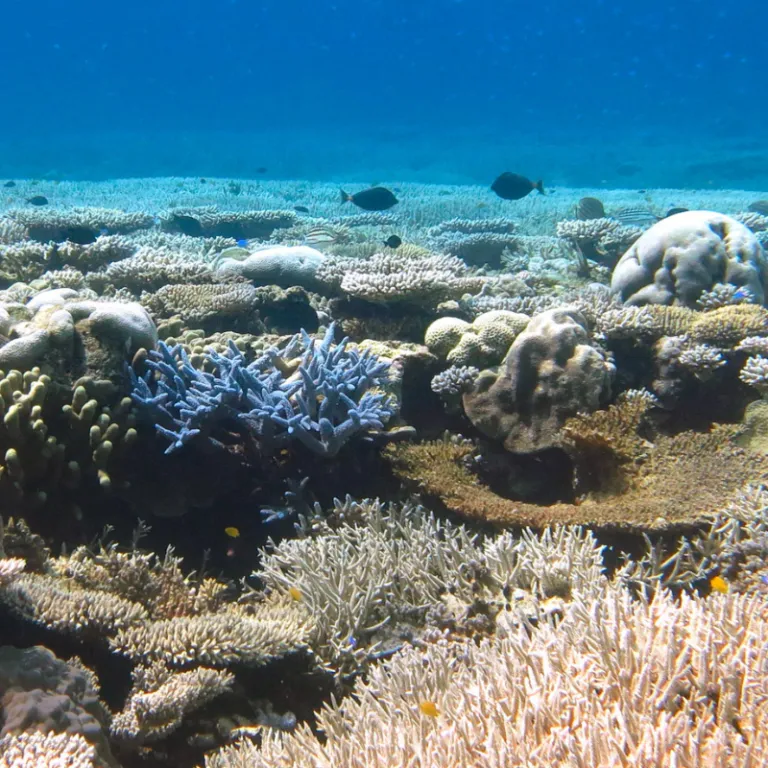 Florida Coral Reefs Conservation3