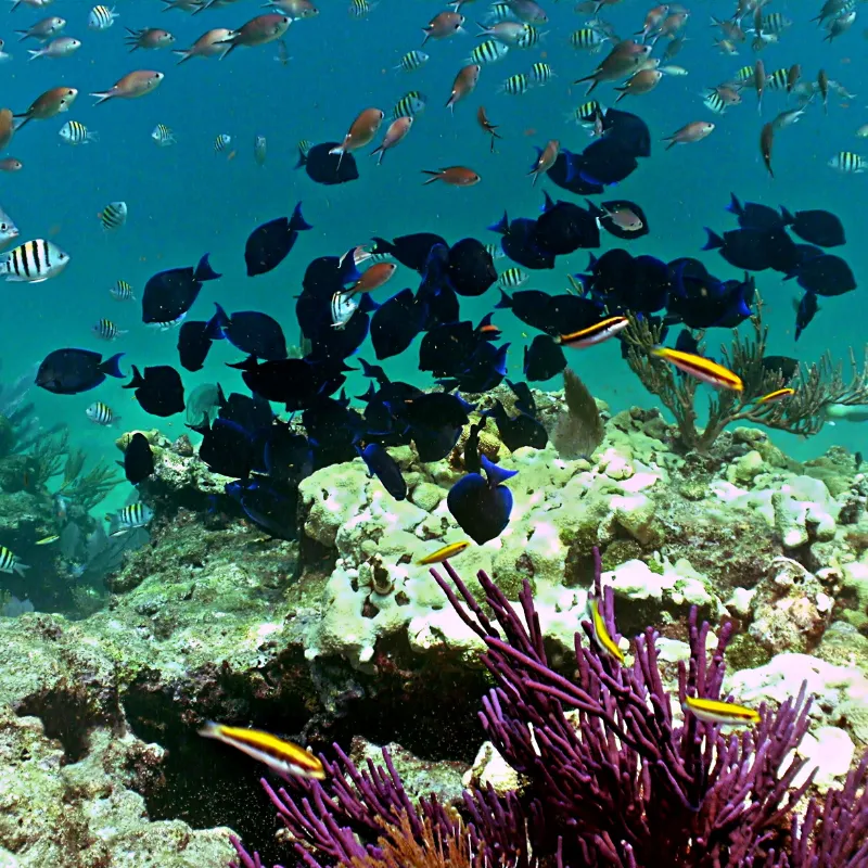 Florida Keys Diving