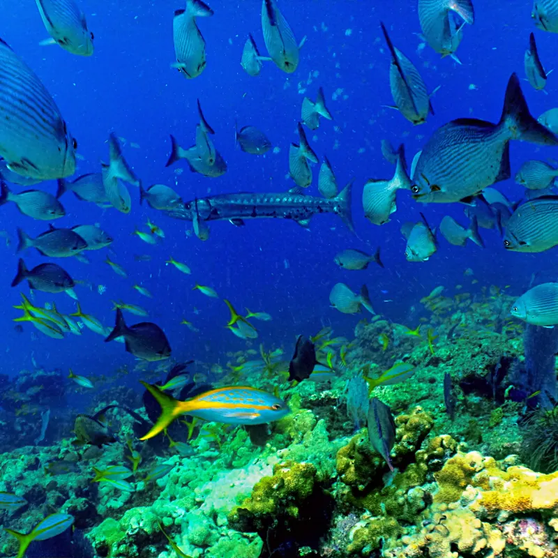 Florida Keys Diving