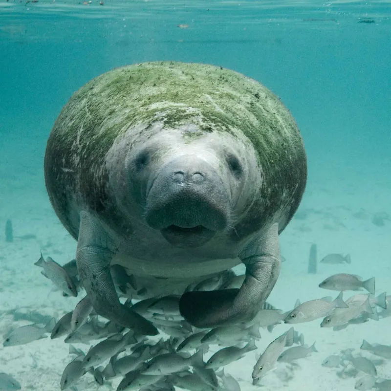 Florida Manatee