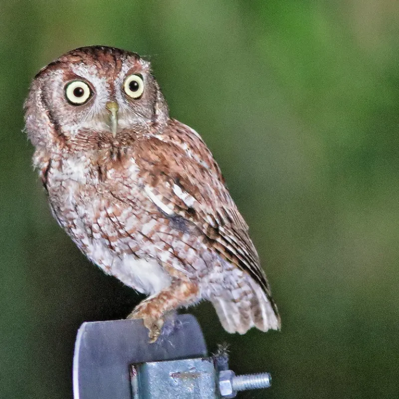 Eastern Screech-Owls