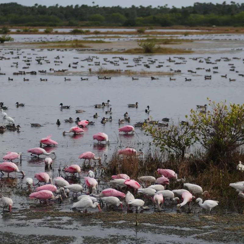 Florida Nocturnal Birds5