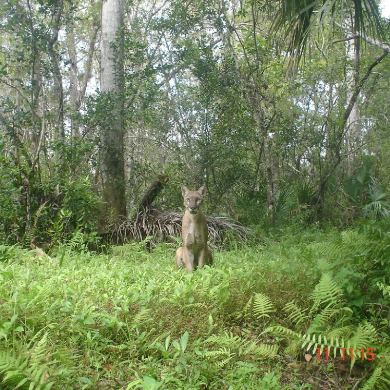 Fakahatchee Strand Preserve State Park