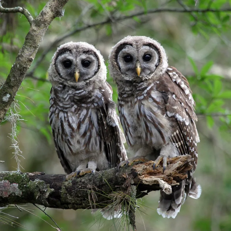 Florida Nocturnal Birds8