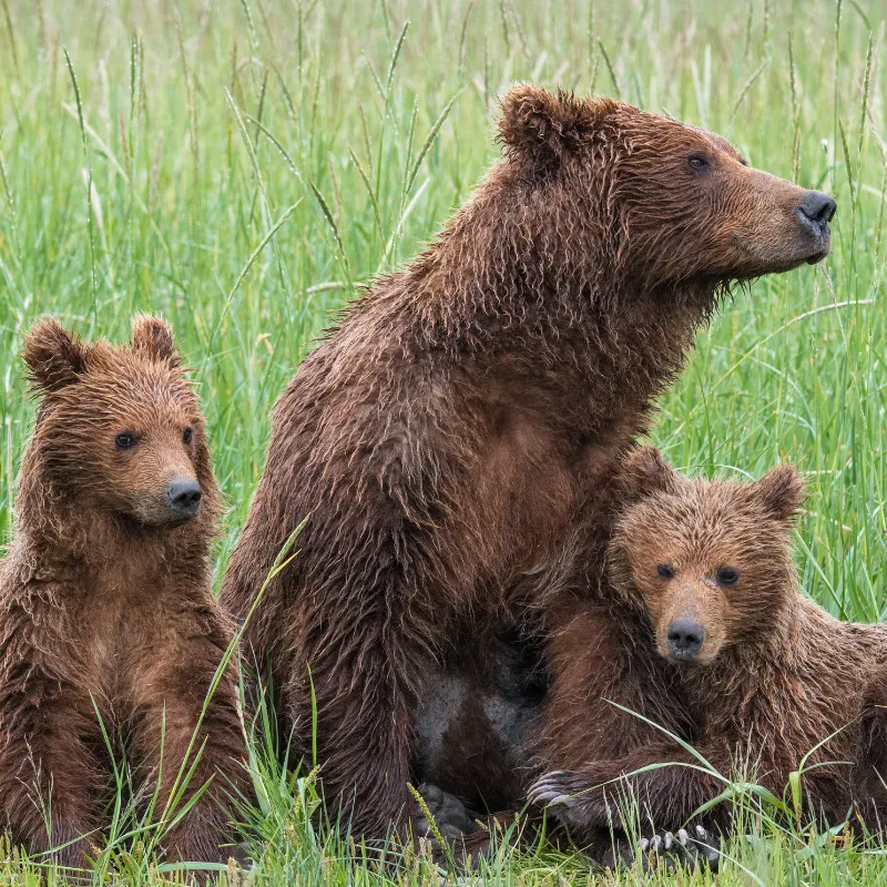 Grizzly Bear