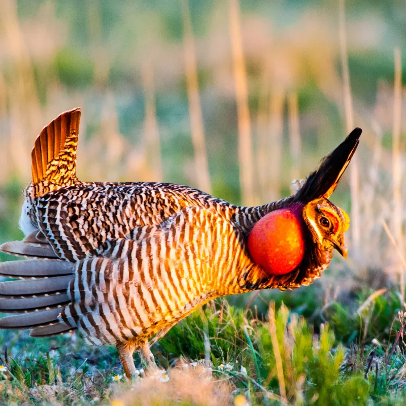 Lesser Prairie Chicken