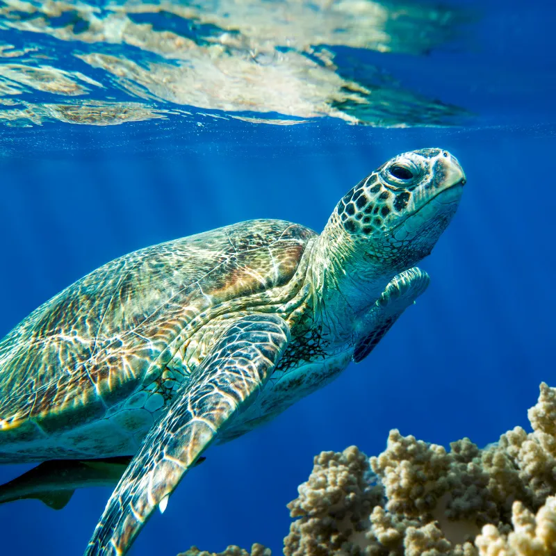 Loggerhead Sea Turtle