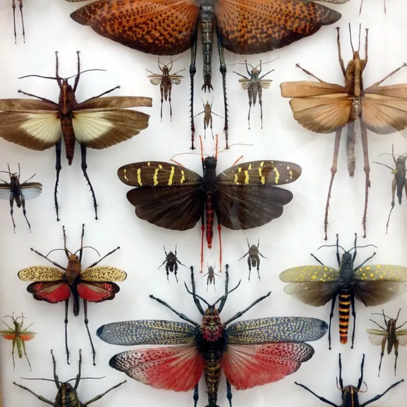 The Harrell House Bug Museum 