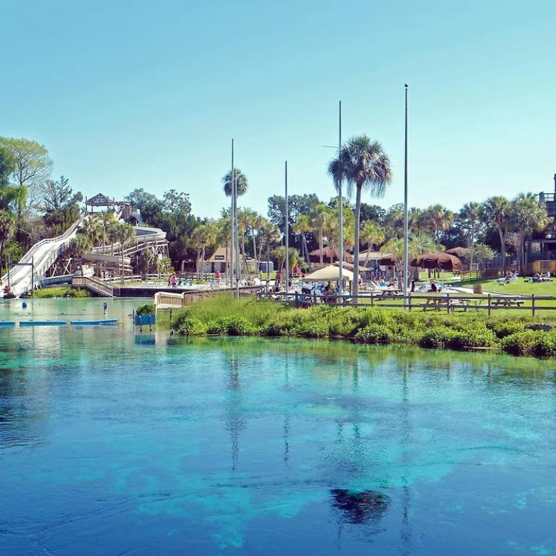 Watching Manatees In Florida