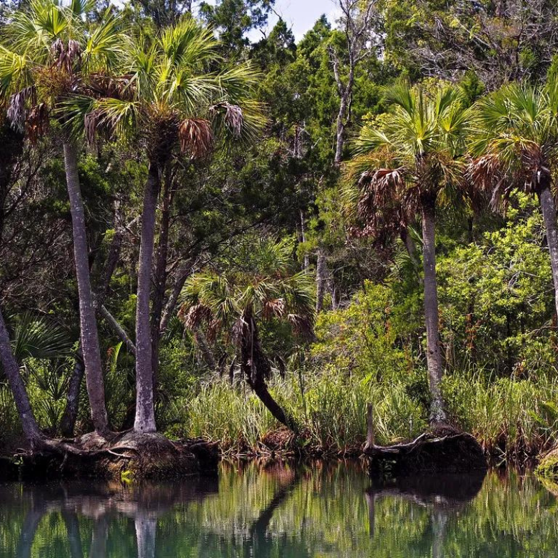 The Chaz – Chassahowitzka River