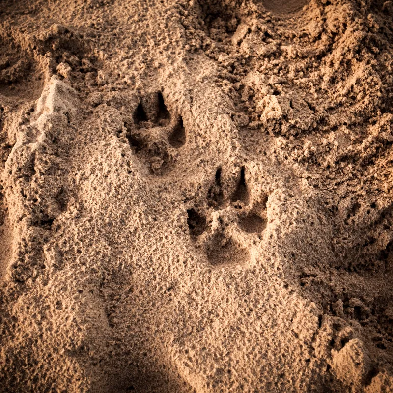 Wildlife Tracking Tips