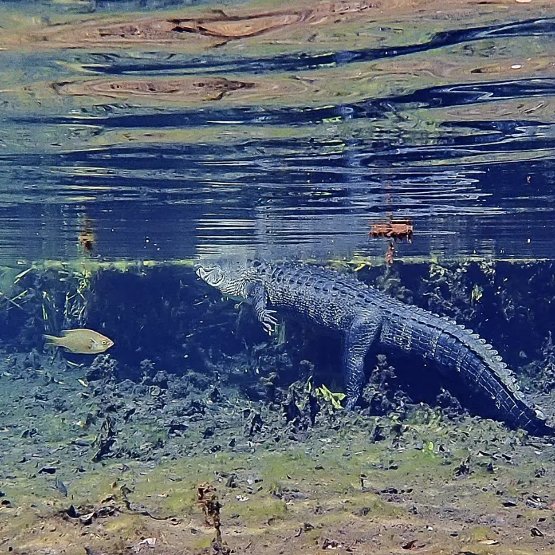 Ocala National Forest