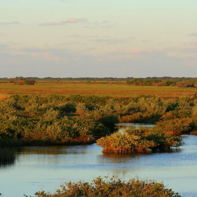 alligator tours in florida6