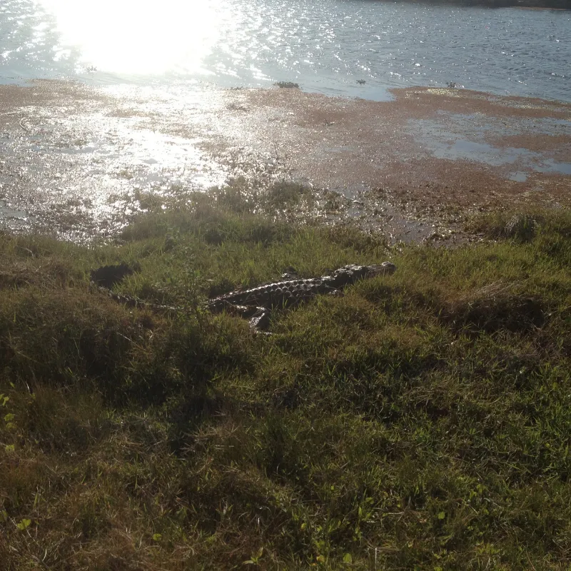 alligator tours in florida8