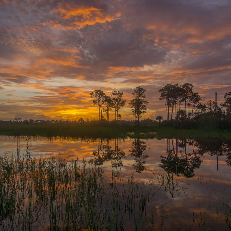 bird watching in florida