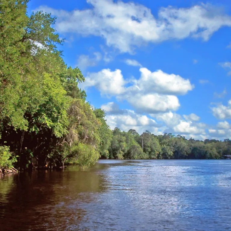 florida freshwater wildlife1