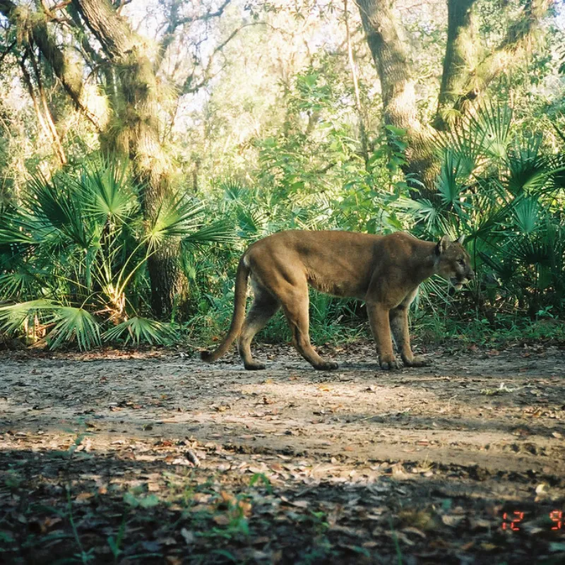 florida panthers watching sites2