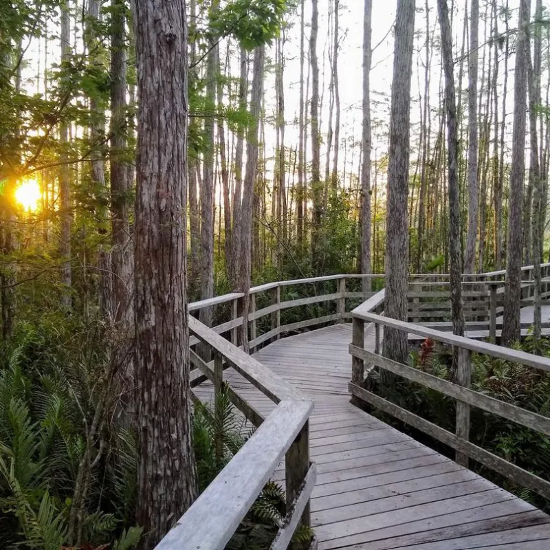 Corkscrew Swamp Sanctuary