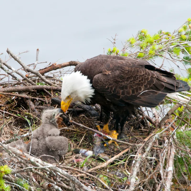 Understanding Wildlife Behavior