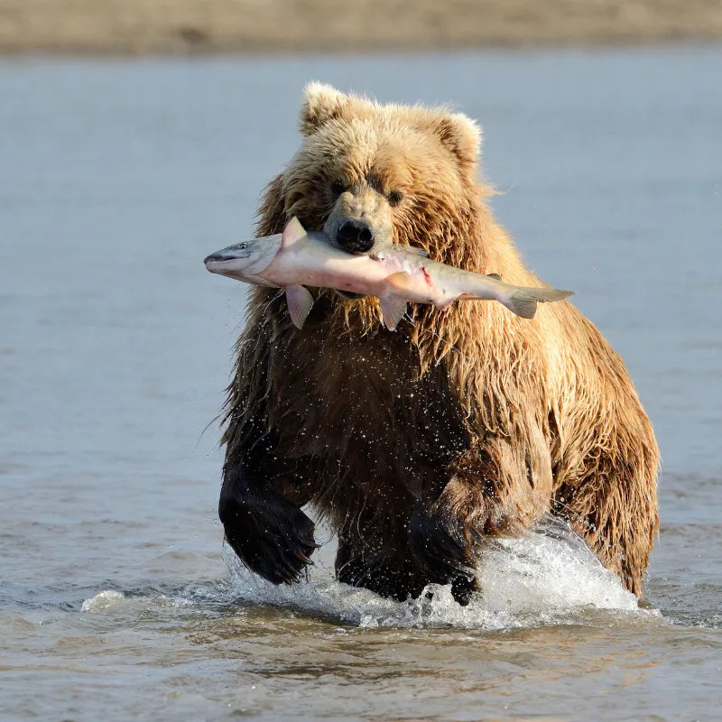 ethical wildlife watching 