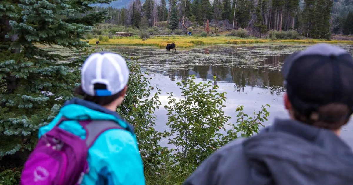 American Wildlife Watching