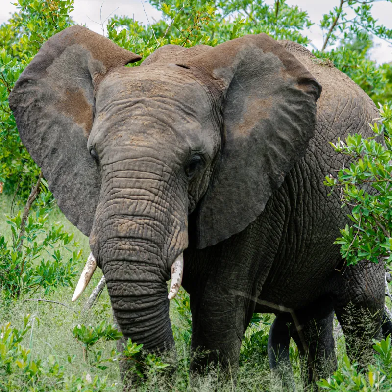 First-Ever Elephant Herpesvirus Vaccine