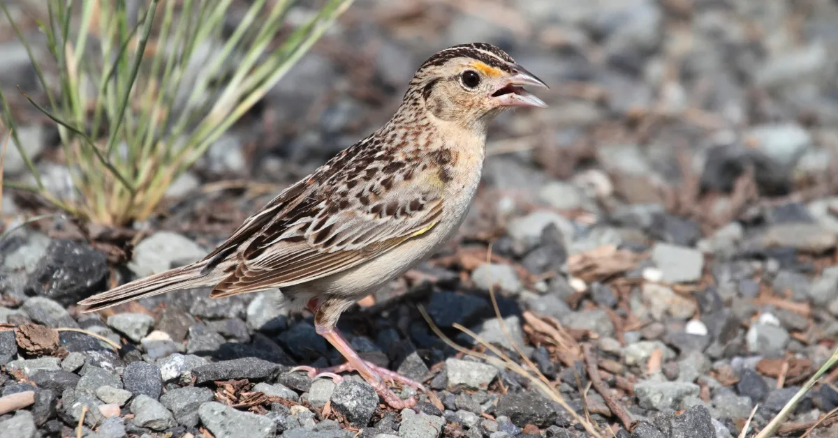 Florida Sparrow Endangered Species