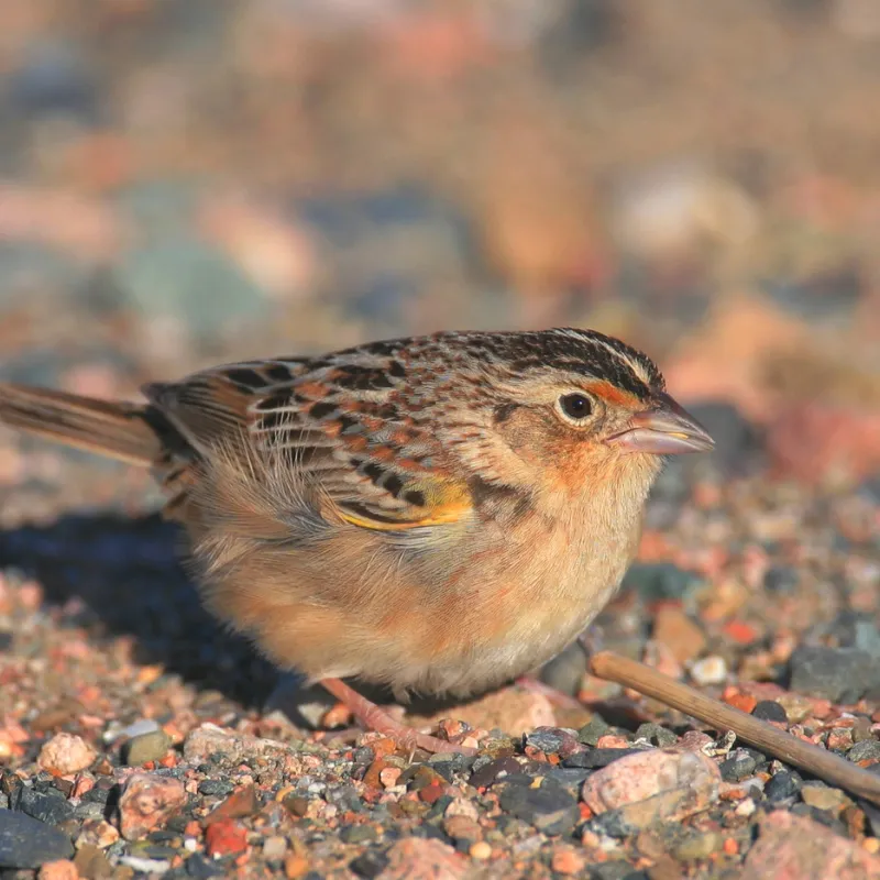 Florida Sparrow Endangered Species