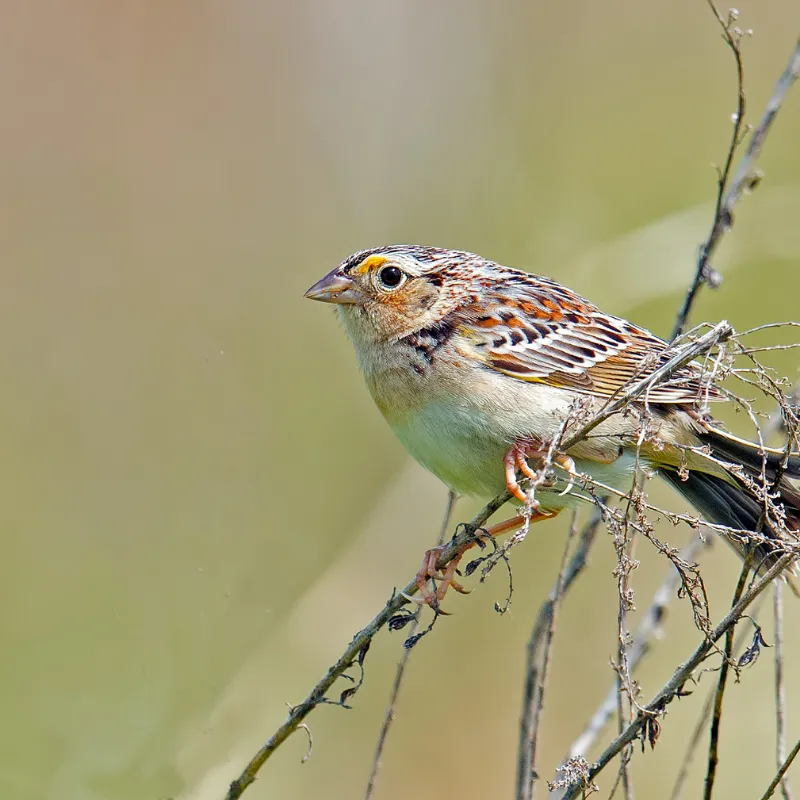 Florida Sparrow Endangered Species