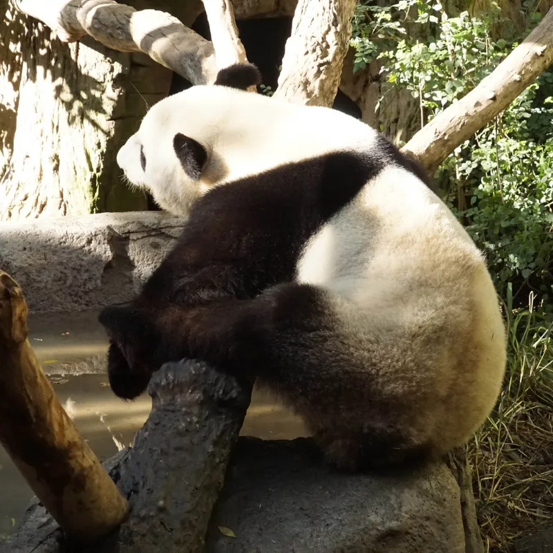 Giant Pandas Arriving San Diego