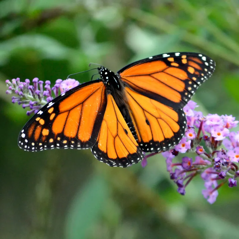 Monarch Butterflies Winter Breeding Success