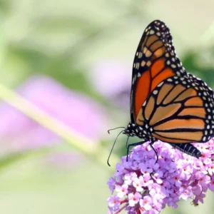 Monarch Butterflies Winter Breeding Success